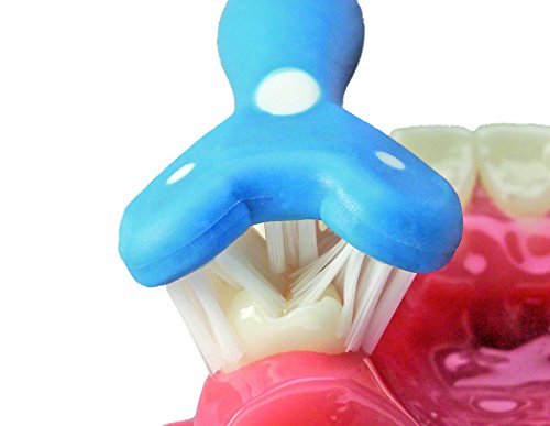Specialized Care Co Inc Surround® Toothbrush (Pack of 2) (Blue/Coral)