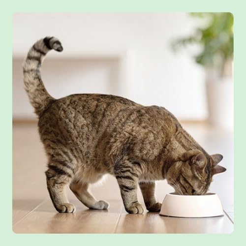 by Amazon Katzenfutter für ausgewachsene Katzen, Fein zubereitetes Trockenfutter mit frischem Lachs und Reis, 3 kg (1er-Pack)(Zuvor eine Marke von Lifelong, gleiches Produkt)