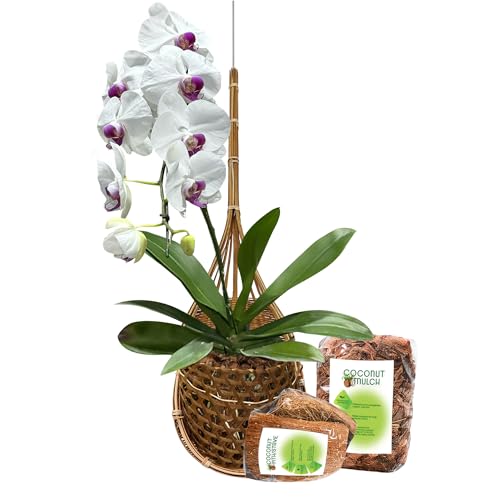 PANWA Kit de santuario hecho a mano 100% bambú tailandés tejido de 6 pulgadas, cesta colgante grande, multiusos, estilo nido de pájaros, con duelas de cáscara de coco y mantillo de cáscara de coco