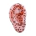 misppro Human Ear Acupoint Model PVC Auricular Acupoint Massage Practice Tool for Nursing Demonstration and Teaching Aid 3.94x6.89 Inch