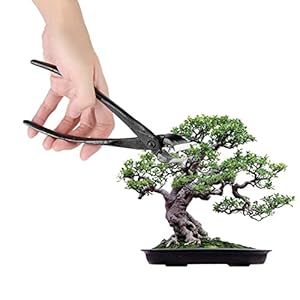 Qcwwy Bonsai-Astschneider 205 Mm Professionell