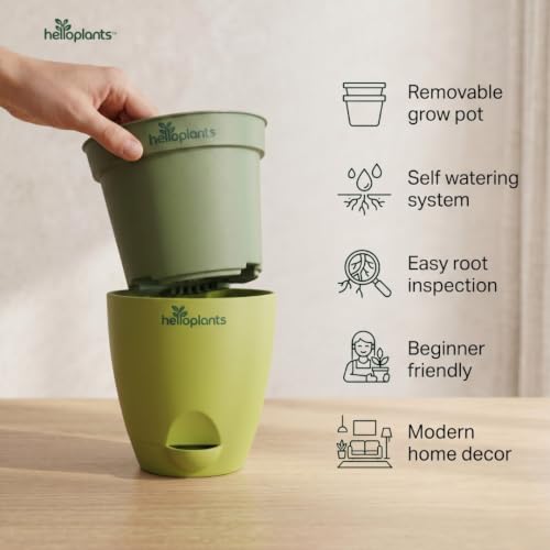 Image of ZZ Black Raven Plant Zamioculcas Zamiifolia Live Indoor Plant Air-Purifying Exotic Dark Foliage for Office and Home in a 4-Inch Self-Watering Matte Green Pot