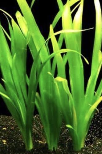 Giant Vallisneria - Live Aquarium Plant - Rare, Tropical, Goldfish, Pond
