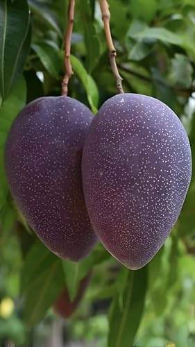 Image of Grafted Live Plant Hybrid ''Black Stone Mango'' Fruit Tree 1 Healthy Frash Most Expensive Variety Mango Live Plant Height 2ft.2.5Ft|| For Home Garden Outdoor & Indoor Plant.