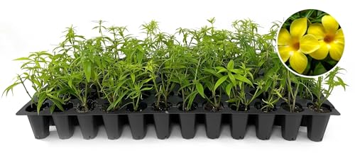 Yellow Flowering Allamanda Bush | 3 Live Plants | Allamanda