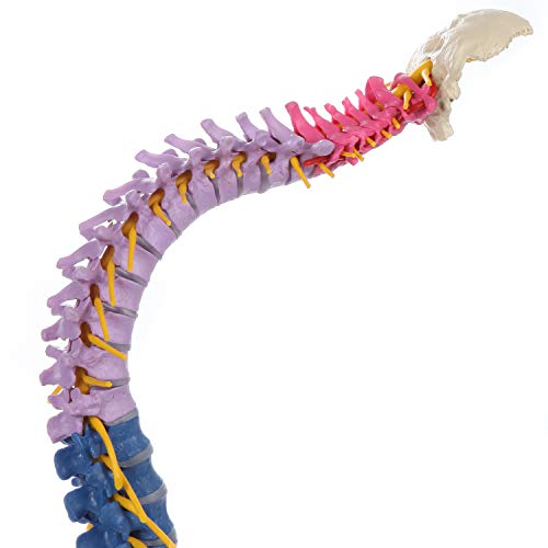 Rudiger Anatomie Didactic Flexible Human Spine, Life Size Spinal Cord Replica with Natural Movement, Spinal Nerves and Arteries, Herniated Disc, Flexible Femur Heads, Display Stand, 5 Year Warranty