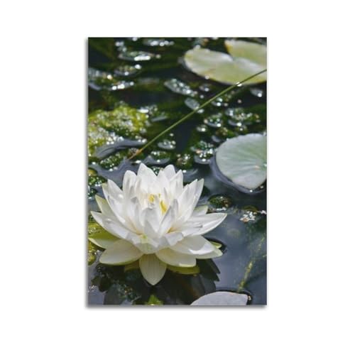 Nénuphar blanc impression artistique ZHOUKEG toile moderne premium