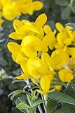 Genista tinctoria 30-40 cm – Winterhart,...