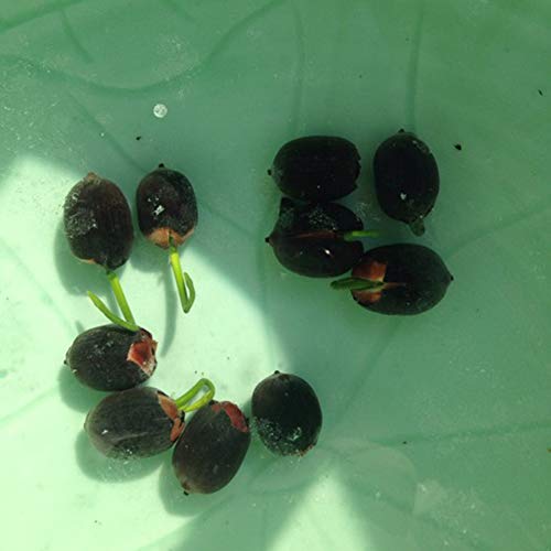 Victoria Amazonica Giant Waterlily Seed, Professional Pack, 5 Seeds / Pack, Rare Giant Lotus Aquatic Plant