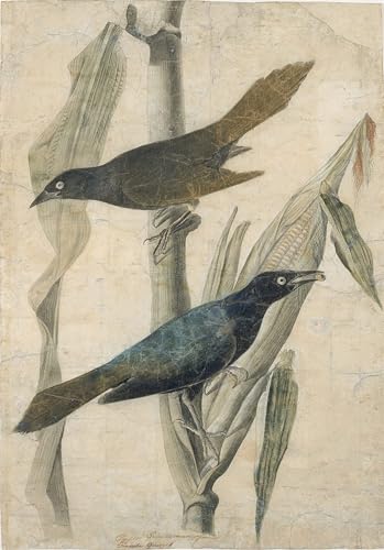 Peinture sur toile Grackle pourpre Audubon tableau d'art nordique premium