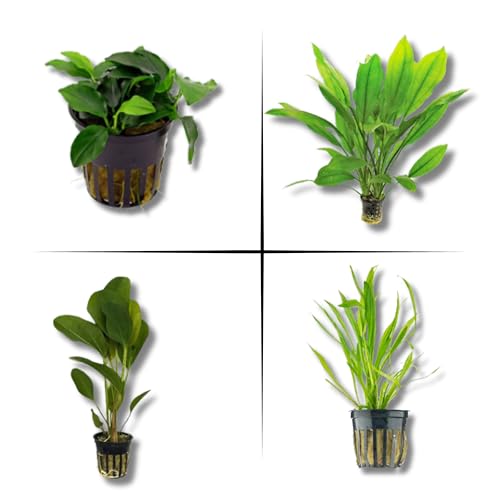 Live Aquarium Plants Bundle - Aquarium Plants Live for Beginners: Anubias, Amazon Sword, Chain Sword - Easy Care Live Plants for Fish Tank