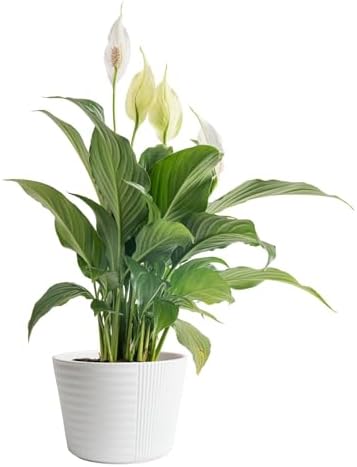 Costa Farms Peace Lily Live Plant in Decorative Pot, Air Purifyin...