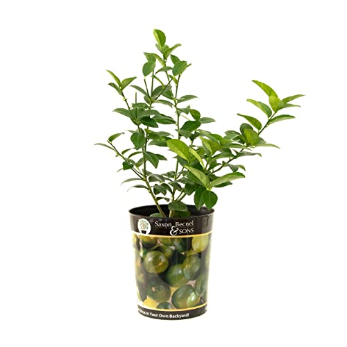 Garden State Bulb Persian Lime Tree, Citrus Live Plant (1 Gallon Growers Pot) Cannot Ship FL, AZ...