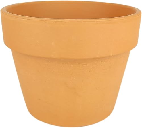 Miniatura 8 de Rare Xerosicyos danguyi 'Silver Dollar Vine' (maceta de cultivo de 6 pulgadas)  Planta suculenta rara viva  Planta de interior  Planta de interior