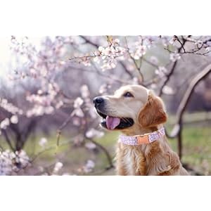 Lionet Paws Dog Collar, Comfortable Adjustable Cute Collar with Metal Buckle for Male Female Dogs, Purple Daisy, Small, Neck 10-16 inches Lionet Paws Dog Collar Comfortable Adjustable Cute Collar with Metal Buckle for Male Female Dogs Purple Daisy Small Neck 10 16 inches