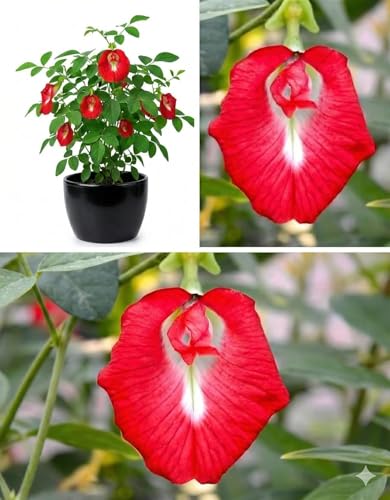 Image of Rare Red Aparajita Live Plant with Pot | Red Butterfly Pea Medicinal Climber for Garden GH