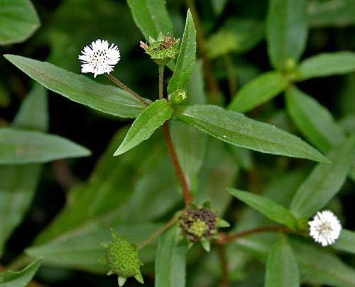 Baby Plants - Live Bhringraj/Eclipta alba/Bhangra/False daisy Medicinal Plant With Pot