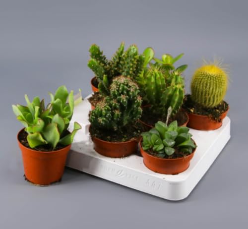 Pack de 8 plantas Cactus, Mix variado de cactus, de 17 cm en maceta de 8,5 cm. Plantas resistentes, bajas en agua, ideales para espacios soleados y decorativos. Segura Garden.