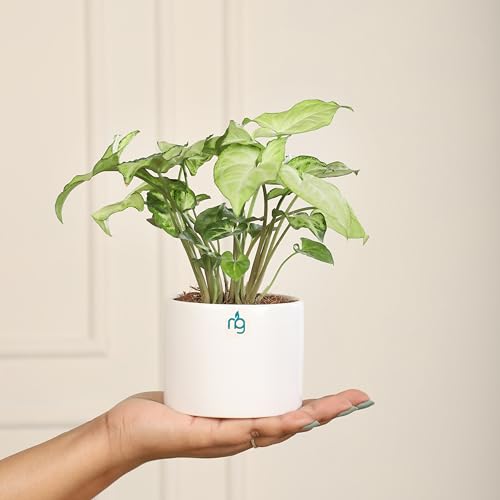 Image of Nurturing Green Combo of 2 White Ceramic Pots | Pots for Plants | Pots for Home Garden (Size: 3.5 Inch Wide*2.8 Inch High)
