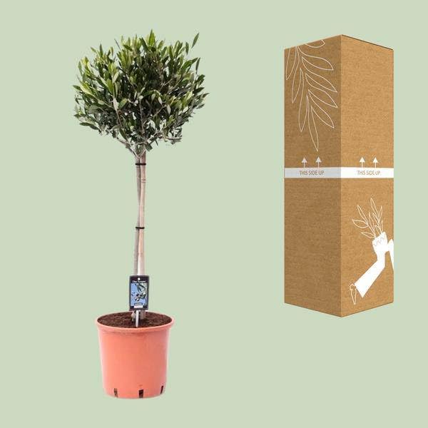 Drzewo oliwne – Olea europaea – Ø 22 cm – wysokość 100 cm – śródziemnomorska roślina pokojowa i ogrodowa, łatwe w pielęgnacji drzewo oliwne z eleganckimi, smukłymi gałęziami i wiecznie zielonymi