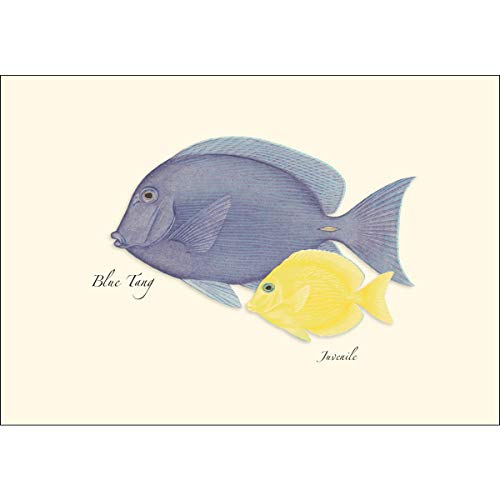 Image of Earth Sky + Water - Reef Fish Assortment Notecard Set - 8 Blank Cards with Envelopes (4 each of 2 styles)