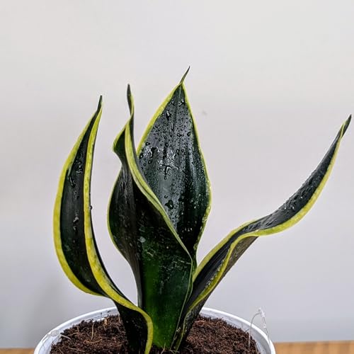 Image of LittleJungle Sansevieria Black Jack - Live Plant with 5.5 Inches White Decor Pot | Indoor Plants For Home | Snake Plant | Air Purifying Plant | Live Plant With Pot For Home Decor |