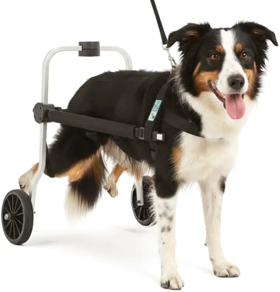 Cadeira de 2 Rodas Para Cachorro Tam G Regulável Pata Traseira Paraplegia Reabilitação Paralisia Idoso Pet Best Soluções