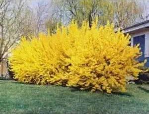 Lynwood Gold Forsythia Bush - Yellow Flowering Shrub - Live Plant, 1-2 Feet Tall