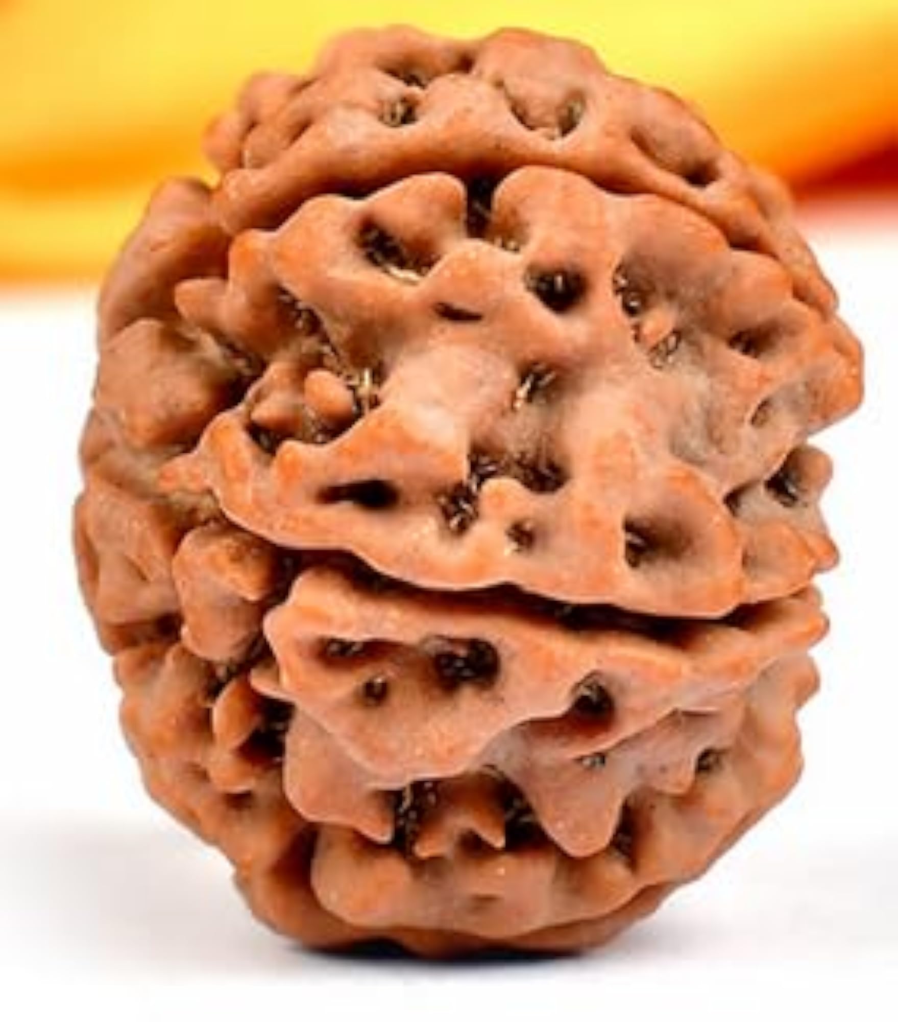 Natural Six Face Rudraksha Round Shaped Beads, Lab Certified