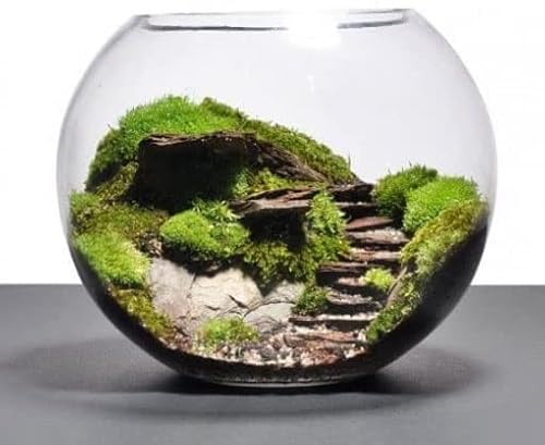 Takestop® Boccia Ampolla Vetro Trasparente 30 CM