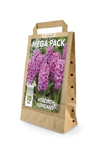 GreenBrokers Hyacinth Spring Flower Bulbs - Fondant Dark Pink