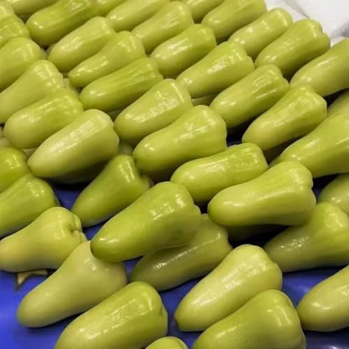 Semillas de Syzygium samarangense semillas de árboles, plantas para lugares soleados cultivo de plantas semillas de bonsái para bancales elevados árboles frutales columnares árbol 125pcs