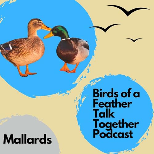 126: Mallard Revisited