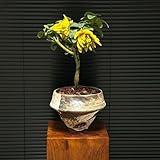 Semillas de limón de la mano de Buda - Semillas de bergamota -,decorativas Las perennes son perennes 60pcs