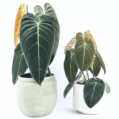 Philodendron Live Plant, Rare Houseplant, 5-8" Tall Tropical Foliage Indoor