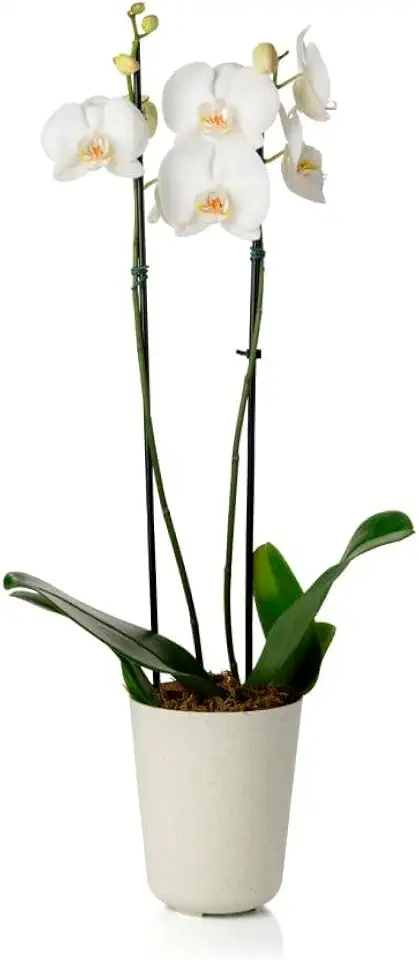 Cachepo DUE N5 Orquídea Pote 12-13,0 x 15,0 Calcário | Polipropileno