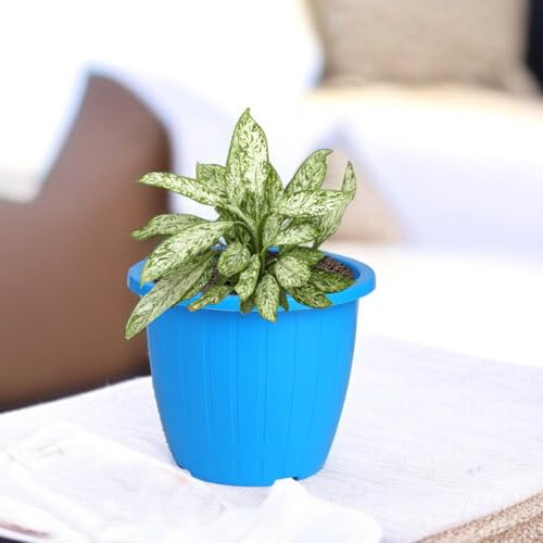 Image of Go Hooked Sunshine Flower Pot /Planters for Home Decor, Plastic Pots for Gardening /Home, Flower Pots Indoor-Outdoor & Planter for Plants (Blue) (Pack of 2)
