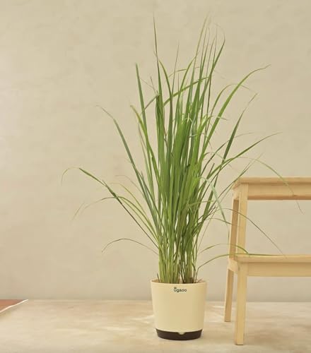 Lemongrass Plants – Pack of 5 Live Lemon Grass Stalks with Roots (6–8” Tall) – Edible,...