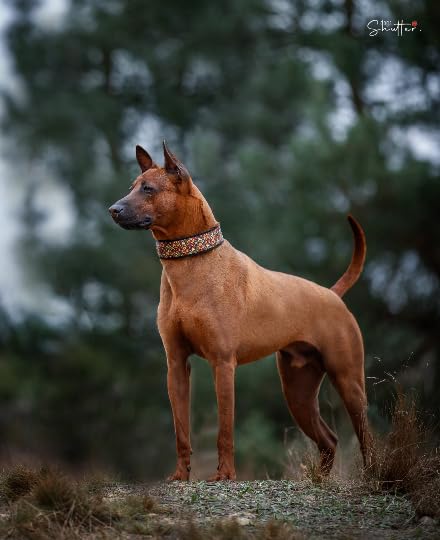 Bequemes Hundehalsband mit weicher Polsterung extra breit 5cm, Zugstopp verstellbar, sicheres Martingale, Stoffhalsband sanft & leicht (bis 38cm Hals- 44cm Kopfumfang inkl 6cm Zugstopp, chrom)