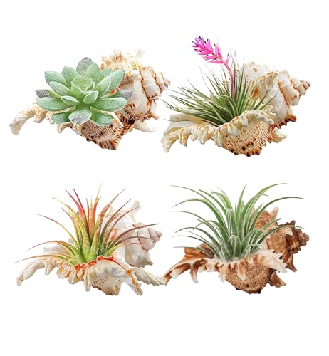 YZHZOM Muschelschalen zum Dekorieren von Luftpflanzenhaltern, einzigartiger Sukkulentententopf, Betta-Aquarium-Dekoration, Fischhaus für Aquarium, Strand, Mottoparty, 4 Stück