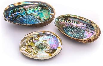 Alternative Imagination Standard Abalone Shell, 5 Inches or Larger. Perfect for Holding Incense, Trinkets, and More