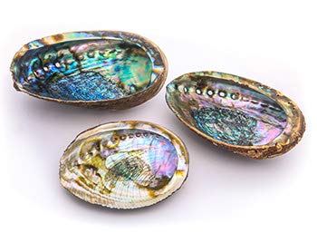 Alternative Imagination Standard Abalone Shell, 5 Inches Or Larger. Perfect For Holding Incense, Trinkets, And More #TOP2