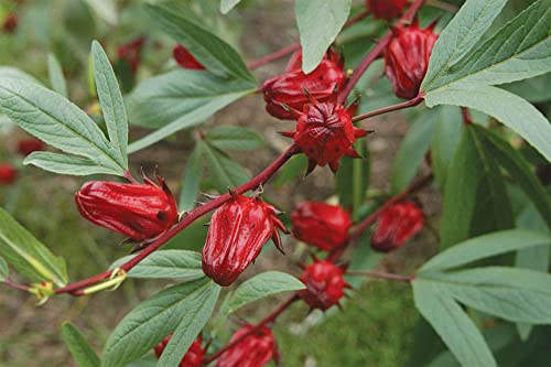 Vaacnee 30 Rosella Seeds(Hibiscus Sabdariffa) Edible Rosella Fruit Perennial Fast Grow #TOP6