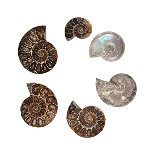 Image of Natural Ammonite Fossil Shell - Madagascar