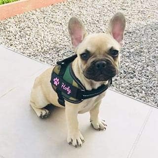 Julius-K9 IDC Powerharness for Dogs with Two Free Custom Patches