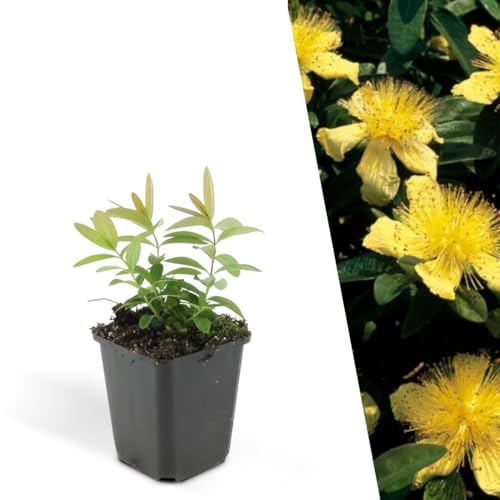 Plants by Frank | 6 Plantes de millepertuis | Hypericum calycinum | Couvre-sol rustique | Floraison jaune | Vivaces | Semi-persistant | Plantes d’extérieur | Jardin