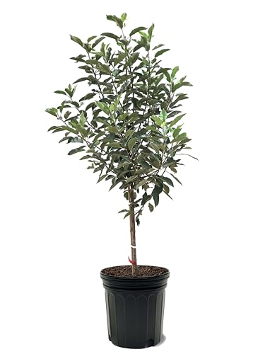 McIntosh Apple Tree, Premier Size, Fruits 2 Years Faster, Largest