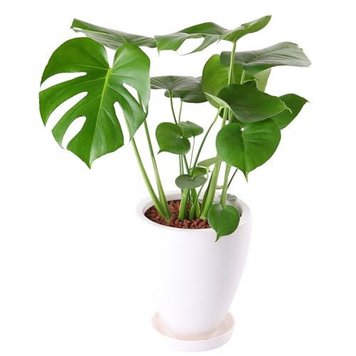 花のギフト社 モンステラ 鉢植え もんすてら 観葉 6号 観葉植物 室内用 本物 陶器鉢 鉢皿付き