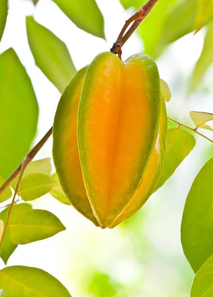 See full amazon price history chart for Live Hybrid Star Fruit | Kamrakh Plant Grafted Sweet Variety upto 2.5ft Height (Indonesian Imported) Pack of 1 Live Hybrid Star Fruit | Kamrakh Plant Grafted Sweet Variety upto 2.5ft Height (Indonesian Imported) Pack of 1 (B0D7SGBN6Q) Amazon Price History, Amazon Price Tracker