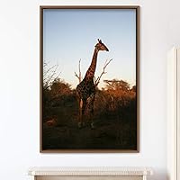 Framed Canvas Wall Art Giraffe Animals Expressive Farmhouse/Country Giraffe Living Room Multicolor Photography - 16x24 inches